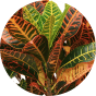 Pianta croton petra Pianta croton petra