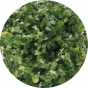 Pianta ficus pumila