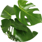 Pianta monstera deliciosa Pianta monstera deliciosa