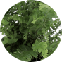 Pianta nephrolepis green lady