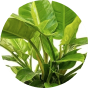 Pianta philodendron imperial green